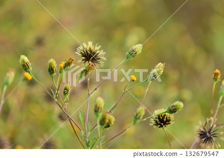 鬼針草/粘蟲(鬼針草屬)荒地出售 鬼針草/粘蟲(鬼針草屬)荒地出售 132679547