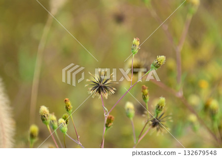 Bidens/Sticky bug (genus Bidens) Wasteland Land for sale Bidens/Sticky bug (genus Bidens) Wasteland Land for sale 132679548