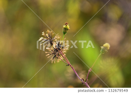 Bidens/Sticky bug (genus Bidens) Wasteland Land for sale Bidens/Sticky bug (genus Bidens) Wasteland Land for sale 132679549