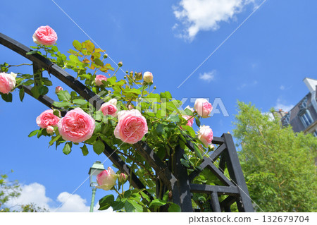 Roses blooming under the arches of the Promenade Pereire in Paris, France (Photo taken on May 8, 2022) Roses blooming under the arches of the Promenade Pereire in Paris, France (Photo taken on May 8, 2022) 132679704