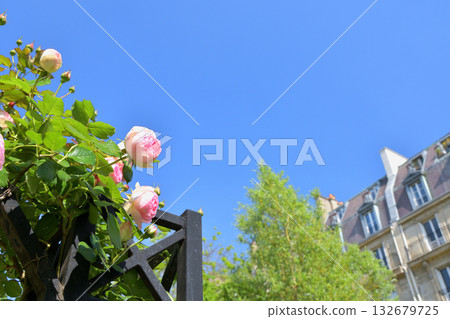 Roses blooming under the arches of the Promenade Pereire in Paris, France (Photo taken on May 8, 2022) 132679725