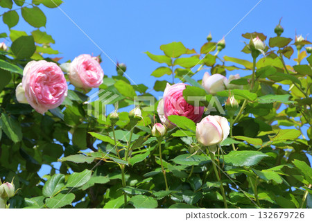 Roses blooming under the arches of the Promenade Pereire in Paris, France (Photo taken on May 8, 2022) Roses blooming under the arches of the Promenade Pereire in Paris, France (Photo taken on May 8, 2022) 132679726