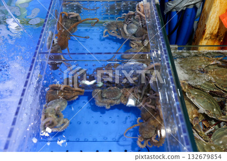Korean seafood ingredient. Live octopus in a tank 132679854