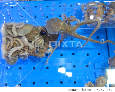 Korean seafood ingredient. Live octopus in a tank Korean seafood ingredient. Live octopus in a tank 132679859