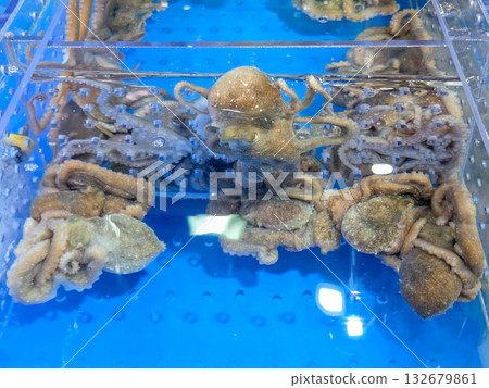 Korean seafood ingredient. Live octopus in a tank 132679861
