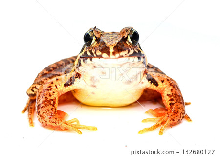 雄性山棕蛙的正面 雄性山棕蛙的正面 132680127