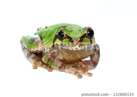 Front view of the Eastern Japanese tree frog Front view of the Eastern Japanese tree frog 132680133