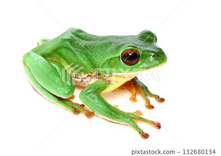 森林綠樹蛙(雄性) 森林綠樹蛙(雄性) 132680134