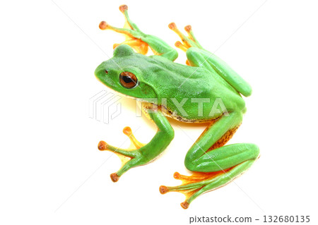 A male forest tree frog clinging to a wall 132680135