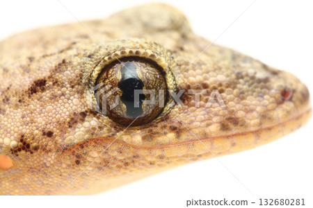 Japanese gecko pupils (open) Japanese gecko pupils (open) 132680281