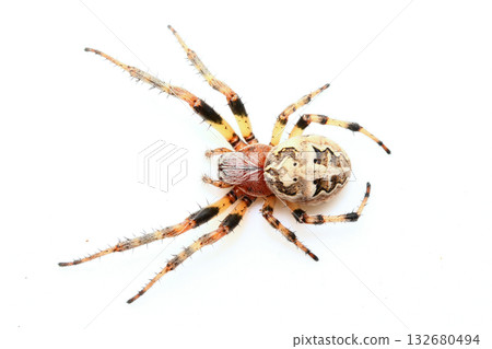 從上方拍攝的雌性中村園蛛（Araneus nakamurai）。 132680494