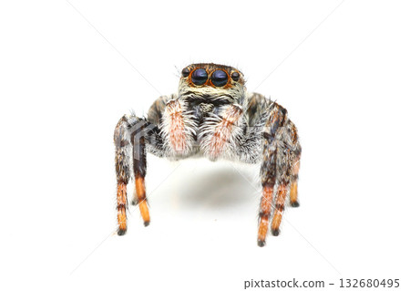 從正面看到的跳蛛 132680495