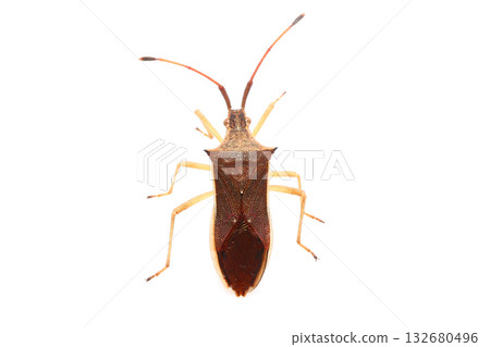 A top view of a narrow-legged stink bug 132680496