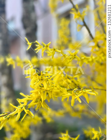 A bush with yellow flowers and a brown stem. 132681211