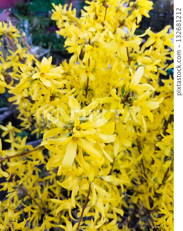 A bush with yellow flowers and a brown stem. A bush with yellow flowers and a brown stem. 132681212