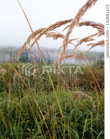 A spider web is on a grassy field. A spider web is on a grassy field. 132681223