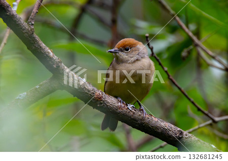 Black-headed Warbler 132681245