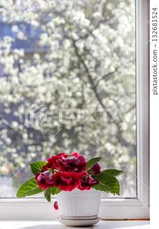 the red gloxinia flower on the window. It's spring outside the red gloxinia flower on the window. It's spring outside 132681524