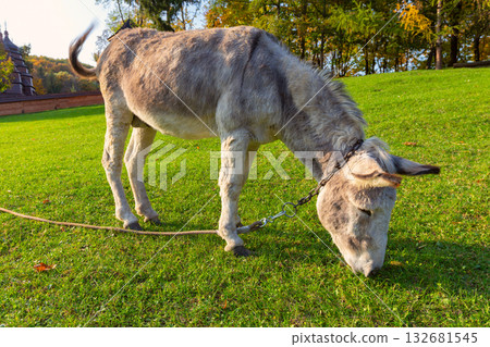 Donkey Grazing in Carpathians Ukraine Donkey Grazing in Carpathians Ukraine 132681545