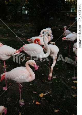 Group of elegant pink flamingos standing and resting on one leg at Belgrade Zoo. Peaceful autumn atmosphere and natural beauty 132681590