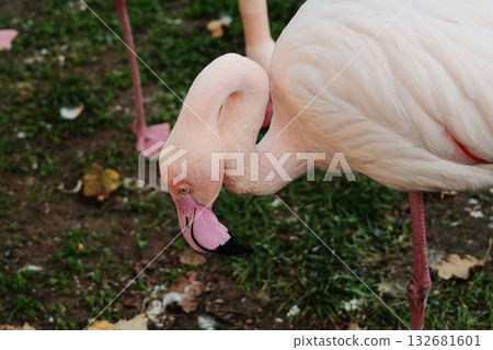 Detailed close-up of a pink flamingo head and curved beak in Belgrade Zoo, showing vibrant colors and texture 132681601