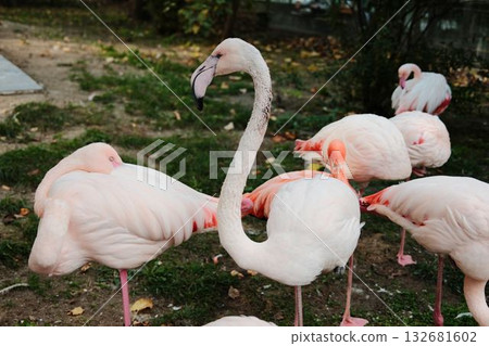 Group of elegant pink flamingos standing and resting on one leg at Belgrade Zoo. Peaceful autumn atmosphere and natural beauty Group of elegant pink flamingos standing and resting on one leg at Belgrade Zoo. Peaceful autumn atmosphere and natural beauty 132681602