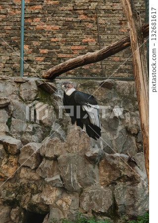 Majestic black and white bird perched on rocks inside enclosure at Belgrade Zoo. Dramatic and strong presence 132681617