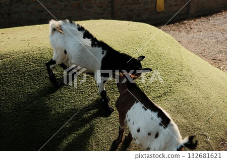 Two young goats playing and pushing each other on a small grassy hill at Belgrade Zoo. Sunny autumn day and natural scene Two young goats playing and pushing each other on a small grassy hill at Belgrade Zoo. Sunny autumn day and natural scene 132681621