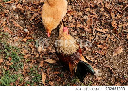 Rooster and hen pecking at the ground covered with dry autumn leaves at Belgrade Zoo. Warm earthy tones and natural light Rooster and hen pecking at the ground covered with dry autumn leaves at Belgrade Zoo. Warm earthy tones and natural light 132681633