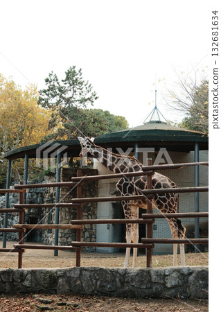 Tall giraffe standing beside its enclosure and building at Belgrade Zoo in autumn. Elegant animal in natural light Tall giraffe standing beside its enclosure and building at Belgrade Zoo in autumn. Elegant animal in natural light 132681634