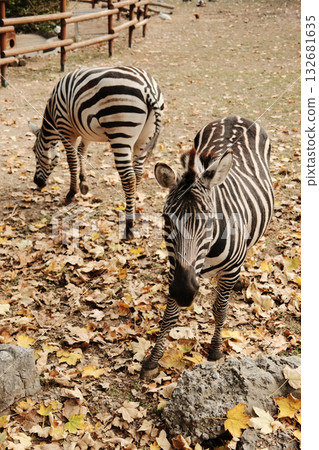 Two zebras eating grass among dry leaves in the open enclosure of Belgrade Zoo during autumn. Warm and natural atmosphere 132681635