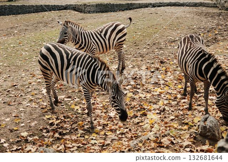 Three zebras standing and feeding among autumn leaves at Belgrade Zoo. Peaceful scene with warm natural tones 132681644