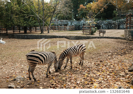 Three zebras standing and feeding among autumn leaves at Belgrade Zoo. Peaceful scene with warm natural tones 132681646