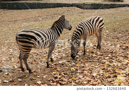 Two zebras eating grass among dry leaves in the open enclosure of Belgrade Zoo during autumn. Warm and natural atmosphere 132681648