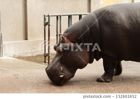Large hippopotamus walking near the pool at Belgrade Zoo in autumn. Strong body texture and warm light 132681652