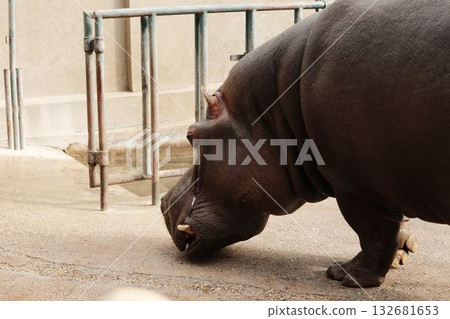 Large hippopotamus walking near the pool at Belgrade Zoo in autumn. Strong body texture and warm light 132681653