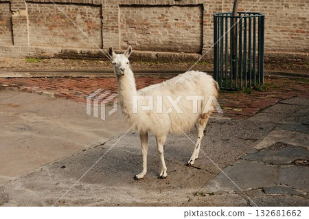 Elegant white llama standing in the enclosure at Belgrade Zoo in autumn. Calm animal with gentle light and natural tones 132681662