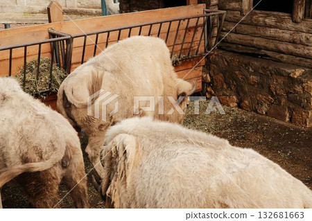 Group of light-colored bisons feeding on hay near a wooden shelter at Belgrade Zoo in autumn. Soft natural lighting Group of light-colored bisons feeding on hay near a wooden shelter at Belgrade Zoo in autumn. Soft natural lighting 132681663