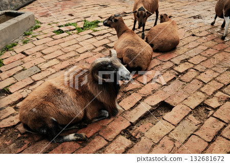 Group of brown mouflons resting on old brick pavement at Belgrade Zoo in autumn. Peaceful rural atmosphere with warm natural tones. 132681672