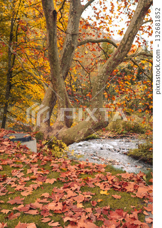Autumn tree by the river with fallen leaves in Camprodon Autumn tree by the river with fallen leaves in Camprodon 132681852