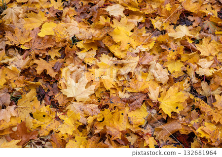 Autumn leaves close-up. Fall foliage pile that can be composted. Clearing dry leaves from the lawn. Cleaning gardens and parks. Autumn leaves close-up. Fall foliage pile that can be composted. Clearing dry leaves from the lawn. Cleaning gardens and parks. 132681964