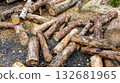 Sawn pine logs lie on the ground. Close-up of tree trunks. Deforestation concept. 132681965