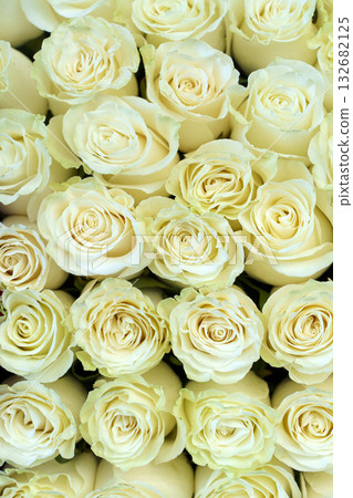 White Rose Buds flowers background  132682125