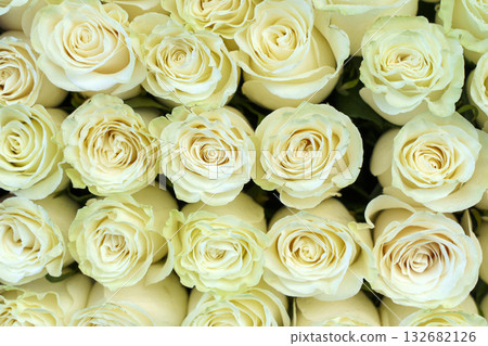 White Rose Buds flowers background  132682126