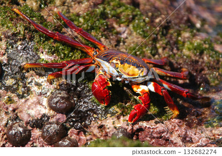 Red cliff crab, Floreana, Galapagos Island 132682274