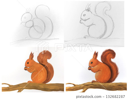 Squirrel drawing tutorial illustration. Step by step guide depicting animal art. Education wildlife nature creation. Artistic expressive style orange white background 132682287