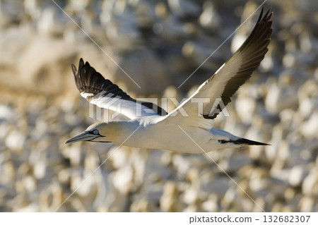 Northern Gannet flying , (Morus bassanus), South Africa 132682307