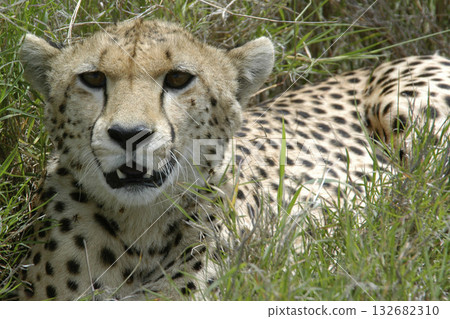 Cheetah, Serengeti National Park, Tanzania, Africa Cheetah, Serengeti National Park, Tanzania, Africa 132682310