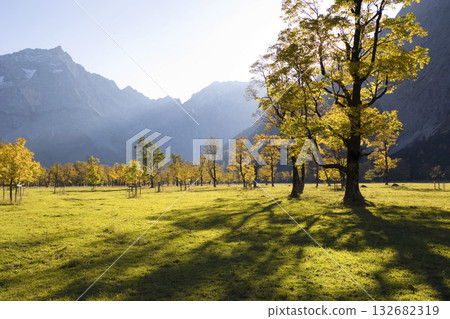 autumncolors in the mountains, Sycamore Maples, Acer pseudoplatanus, Alps, Austria, Europe autumncolors in the mountains, Sycamore Maples, Acer pseudoplatanus, Alps, Austria, Europe 132682319