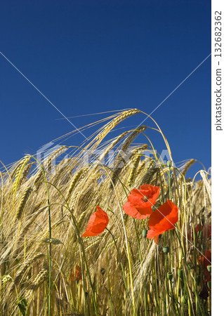Barley field with poppies, Hordeum distichum Barley field with poppies, Hordeum distichum 132682362